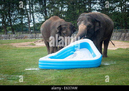 Dunstable, Bedfordshire, Regno Unito. 13 Ago, 2014. Gli elefanti giocando in una piscinetta per bambini presso lo Zoo Whipsnade Mya (destra) distrugge la piscina Credito: Andrew Walmsley/Alamy Live News Foto Stock