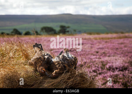 Witton vicino Melmerby, Coverdale Grouse mori nel Pennine altopiani del North Yorkshire Dales. Regno Unito 13 agosto 2014. Regno Unito Meteo. Heather in fiore  luminoso incantesimi su Coverdale viola Heather mori come il 2° giorno del gallo forcello stagione di ripresa che si è aperto il 12 agosto, ottiene in corso. Foto Stock