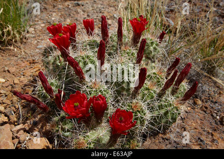 Claret Cup fiori di cactus (Echinocereus triglochidiatus), Arches National Park, vicino a Moab, Utah, Stati Uniti d'America Foto Stock