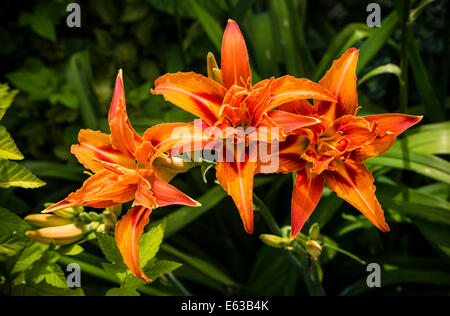 Tre splendide orange giorno gigli (Hemerocallis) contro una vivace sfondo verde Foto Stock