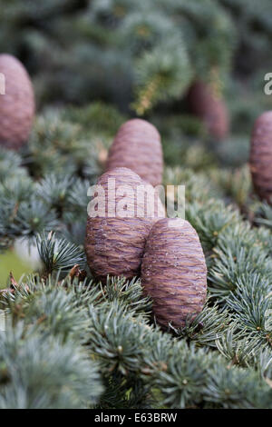 Cedrus atlantica pigna. Atlas cedro. Foto Stock