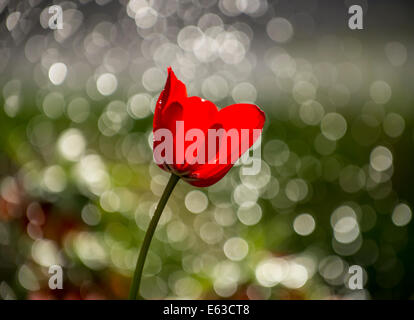 I tulipani, Close-up di Rosso Tulip retroilluminati da uno sfondo floreale e le goccioline d'acqua. Stati Uniti d'America Foto Stock