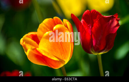I tulipani, Close-up di arancione e rosso tulipani retroilluminata con sfocato sfondo floreale.USA Foto Stock