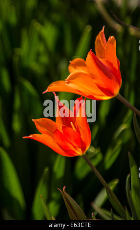 I tulipani, Close-up di Orange e tulipani gialli retroilluminata con sfondo florlal. Stati Uniti d'America Foto Stock