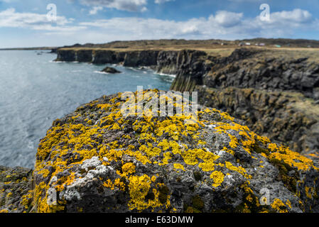 Il Lichen sulle rocce, costa in Arnarstapi, Snaefellsnes Peninsula, Islanda Foto Stock