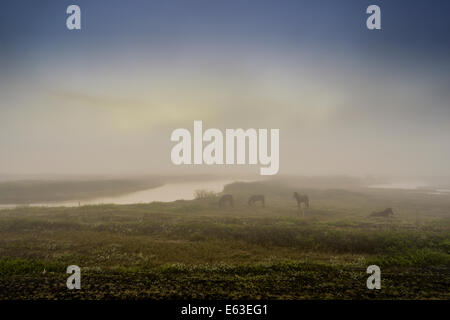 Cavalli al pascolo, foggy sera, Lago Myvatn, Nord Islanda Foto Stock