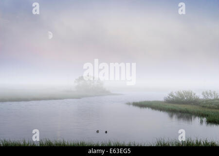 Luna, Foggy sera, Lago Myvatn, Nord Islanda Foto Stock