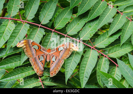 Atlas moth (Attacus atlas) femmina in appoggio sugli alberi del paradiso (Ailanthus altissima). Foto Stock