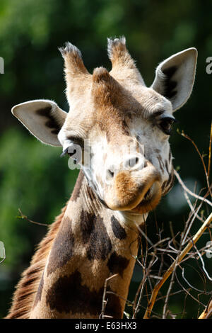 La giraffa mangiare tree Foto Stock