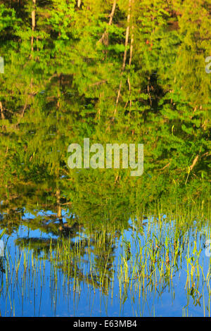 Eagle Lake Carrello Loop Road, Eagle Lake, il Parco Nazionale di Acadia, Maine, Stati Uniti d'America Foto Stock