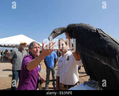 San Diego, California, Stati Uniti d'America. 13 Ago, 2014. Il Segretario degli Interni Sally Jewell interagisce con un immaturo California Condor durante una visita a San Diego National Wildlife Refuge dove ha annunciato che il San Diego National Wildlife Refuge complesso avrebbe ricevuto un supplemento di $ 1 milioni di euro in finanziamenti per raggiungere un nuovo pubblico e innestare la California del Sud comunità urbane e la gioventù nella conservazione e attività ricreative all'aperto. Il rifugio è il primo tra la nazione urbana della National Wildlife rifugi per ricevere questo nuovo premio attraverso un concorso nazionale. Il rifugio la proposta vincente, th Foto Stock