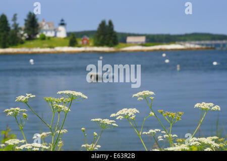 La zucca Island Lighthouse, Eggemoggin, Maine. Stati Uniti d'America Foto Stock