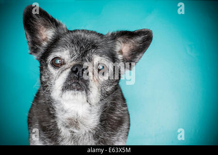 Un vecchio dai capelli grigi cane, cane pug, illuminata con un anello flash strobo contro uno sfondo blu Foto Stock