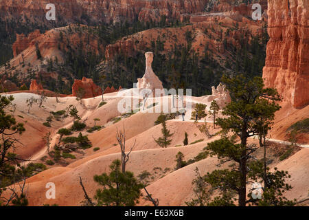 Gli escursionisti su Queen's Garden Trail attraverso hoodoos, Parco Nazionale di Bryce Canyon, Utah, Stati Uniti d'America Foto Stock