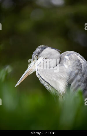 Un Airone cinerino (Ardea cinerea) Foto Stock