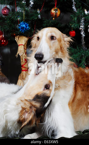 Due femmine cane giocare intorno Foto Stock