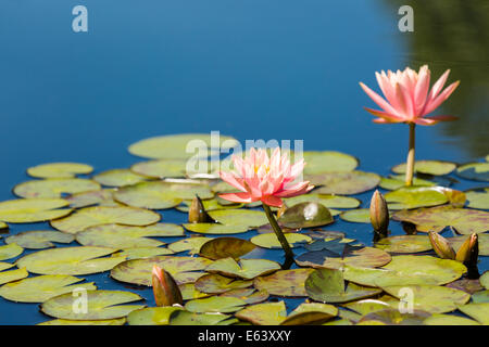 Blooming waterlilies di diversi colori in acqua giardino. Foto Stock