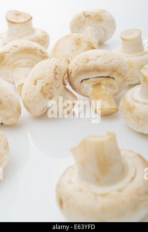 Fresca Portabello commestibile Fungo Champignon su sfondo bianco con la riflessione. Foto Stock