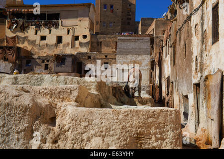 Fez, Fes, concerie tradizionali con tini morente, Il Chouwara, Chouara, Conceria, Città Vecchia, Medina, sito Patrimonio Mondiale dell'UNESCO, Foto Stock