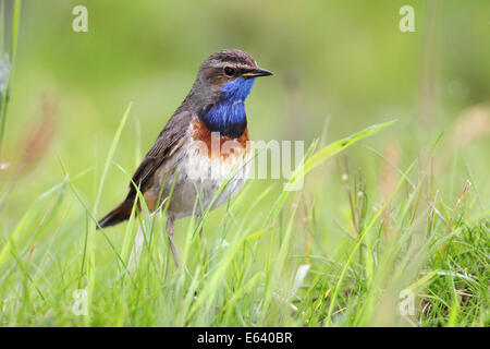 Pettazzurro (Luscinia svecica cyanecula), maschio arroccato su erba, attento, Lauwersmeer National Park, Holland, Paesi Bassi Foto Stock