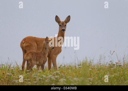 Il capriolo (Capreolus capreolus). Doe con capretta su un prato. Svezia Foto Stock