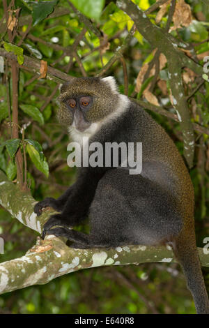 Sykes scimmia, bianco-throated Monkey (Cercopithecus albogularis). Adulto su un ramo. Monte Kenya National Park. Kenya Foto Stock