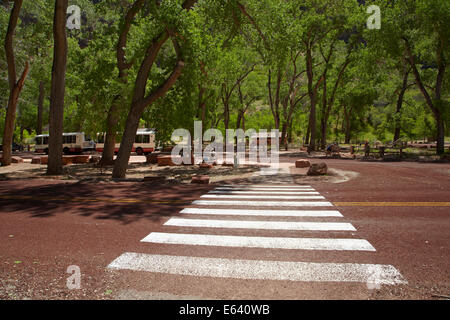 Attraversamento pedonale alla fermata della navetta che porta alla grotta area picnic, Zion Canyon Scenic Drive, Parco Nazionale Zion, Utah, Stati Uniti d'America Foto Stock