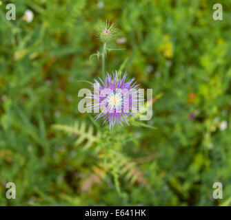 Il cinghiale Thistle o viola Cardo (Galactites tomentosa), La Palma Isole Canarie Spagna Foto Stock