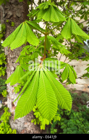 Ippocastano (Aesculus hippocastanum) foglie giovani, Baviera, Germania Foto Stock