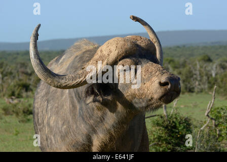 Bufali (Syncerus caffer), Addo Elephant National Park, Capo orientale, Sud Africa Foto Stock