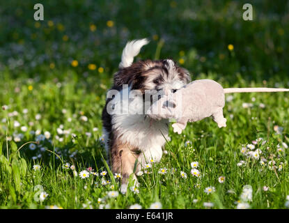 Tibetan Terrier, cucciolo giocare con un giocattolo di peluche su un prato, Germania Foto Stock