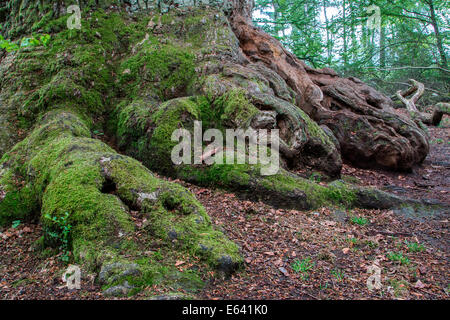 Vecchia Farnia o Farnia (Quercus robur), dettaglio Urwald Sababurg, foreste vergini, Nord Hesse, Hesse, Germania Foto Stock