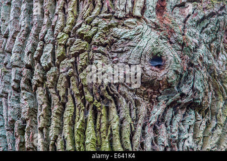 Corteccia, Urwald Sababurg, foreste vergini, Nord Hesse, Hesse, Germania Foto Stock