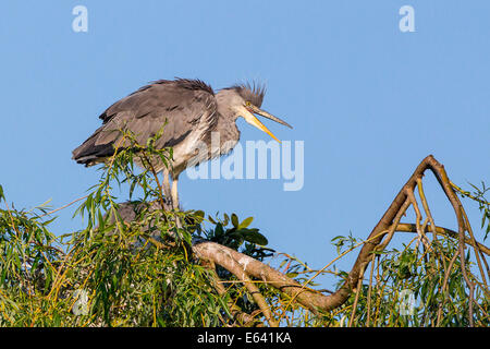 Airone cinerino (Ardea cinerea) arroccato sul nido, Bassa Sassonia, Germania Foto Stock