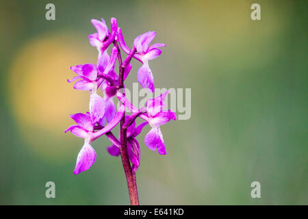 Inizio orchidea viola (Orchis mascula), Hesse, Germania Foto Stock