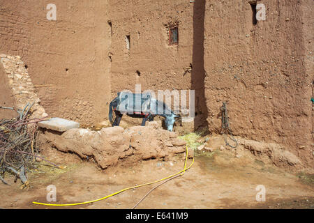 Asino in piedi in un nord africano villaggio di argilla Foto Stock