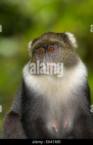 Sykes scimmia, bianco-throated Monkey (Cercopithecus albogularis). Ritratto di femmina adulta. Monte Kenya National Park. Kenya Foto Stock