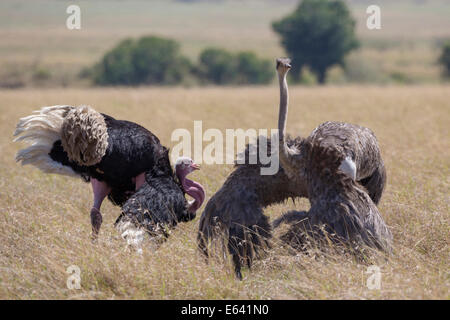 Comune (struzzo Struthio camelus). Giovane visualizzazione nella savana. Masai Mara, Kenya Foto Stock