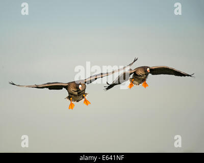 Eurasian bianco-fronteggiata Goose (Anser albifrons). Due oche in approccio di atterraggio. Germania Foto Stock