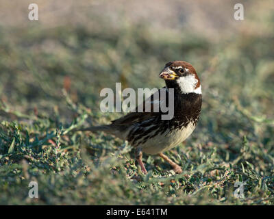 Passera sarda (Passer hispaniolensis). Voce maschile in piedi in erba. La Grecia Foto Stock
