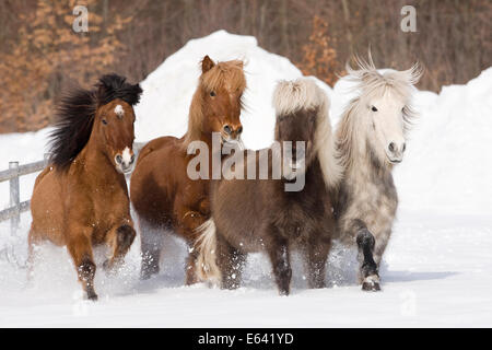 Islandese cavallo. Quattro adulti trotto su un pascolo innevato. Germania Foto Stock