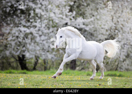 Il tedesco cavalcare pony. Grigio castrazione al galoppo su un pascolo in primavera. Germania Foto Stock