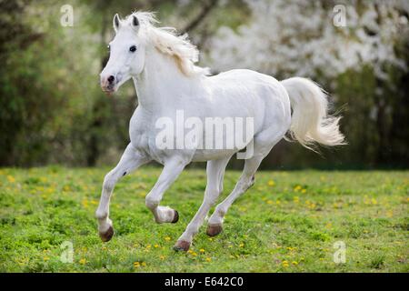 Il tedesco cavalcare pony. Grigio castrazione al galoppo su un pascolo in primavera. Germania Foto Stock