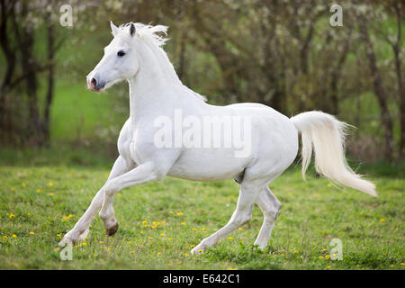 Il tedesco cavalcare pony. Grigio castrazione al galoppo su un pascolo in primavera. Germania Foto Stock