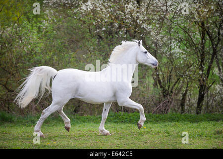 Il tedesco cavalcare pony. Grigio castrazione trotto su un pascolo in primavera. Germania Foto Stock