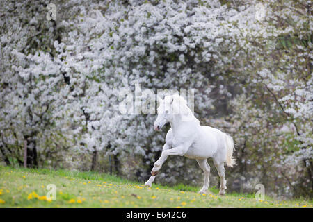 Il tedesco cavalcare pony. Grigio castrazione al galoppo su un pascolo in primavera. Germania Foto Stock