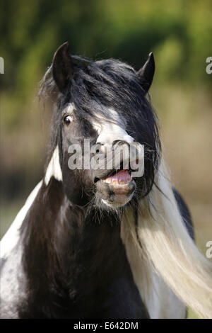 Gypsy Vanner cavallo. Ritratto di pezzati stallone facendo il flehmen. Germania Foto Stock