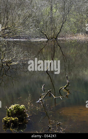 Rhiwargor, vicino a Lake Vyrnwy, Montgomeryshire, POWYS, GALLES Foto Stock