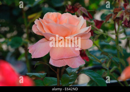 Una pesca colore rosa. Foto Stock