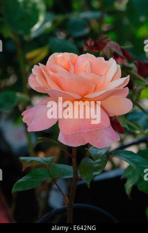 Una pesca colore rosa. Foto Stock